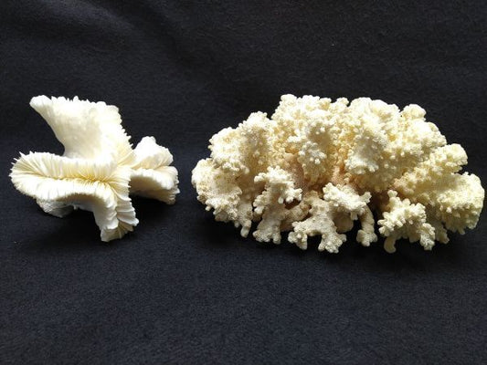 Coral Reef 2-Piece Set Aquarium Decor Indoor Ornament Reef Figurines Used | Japanpricenet
